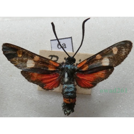 Zygaena ephialtes (Linnaeus, 1767) Kraśnik goryszowiec Deutschland6a